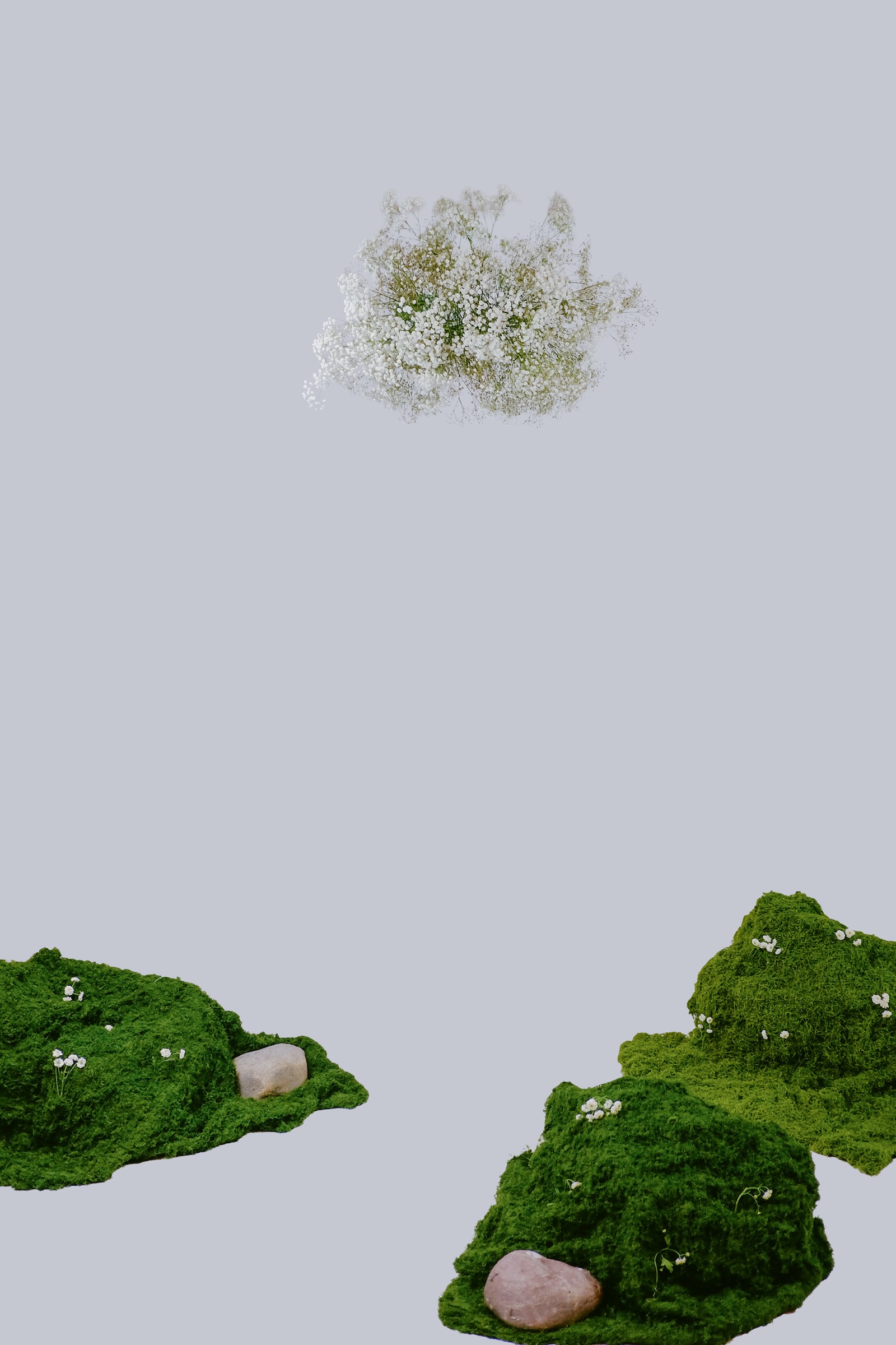 Flores de paniculata y musgo sobre fondo azul horizonte